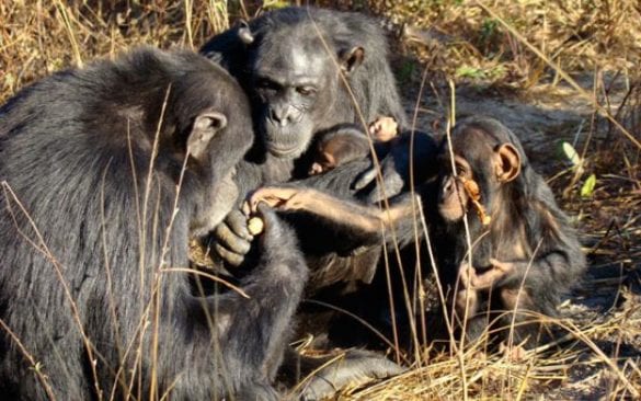 Kenya, l’Animal orphanage è il sito turistico più apprezzato del Paese