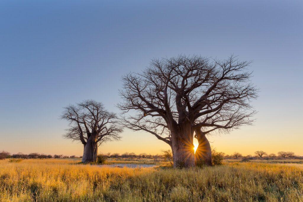 baobab