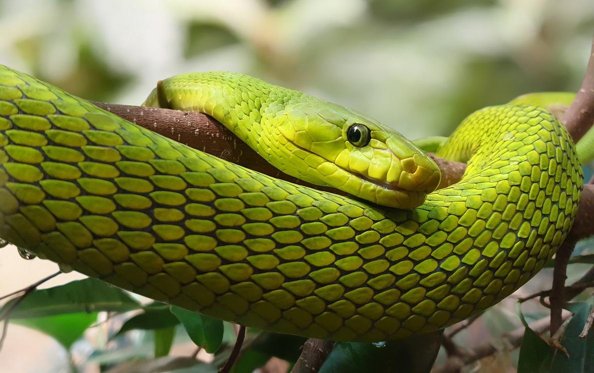 C’è da avere paura? I serpenti dell’Africa australe tra fobie, leggende ...