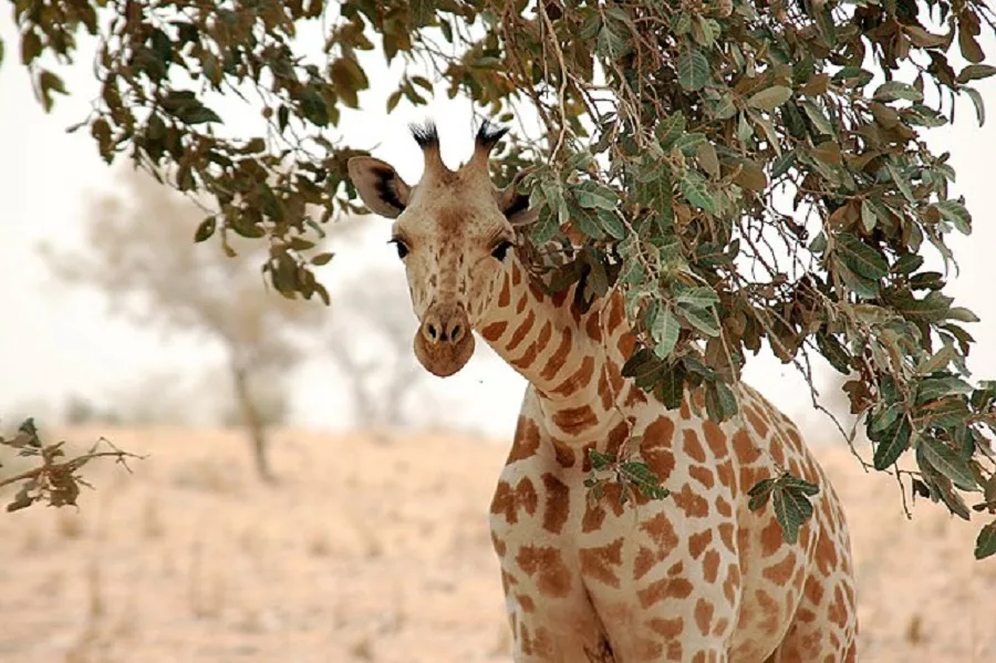 giraffa niger